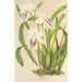 Miltonia cereola - Charles Antoine Lemaire — vista de la obra