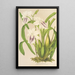 Miltonia cereola - Charles Antoine Lemaire — cuadro enmarcado en la pared