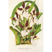 Miltonia cuneata - Charles Antoine Lemaire — vista de la obra