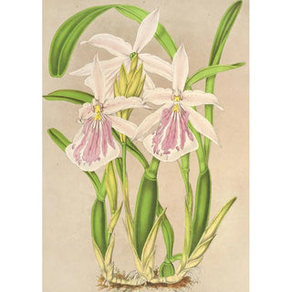 Charles Antoine Lemaire - Miltonia rosea.webp