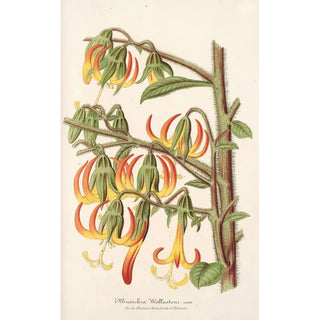 Charles Antoine Lemaire - Musschia Wollastoni.webp