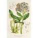 Myosotidium nobile - Charles Antoine Lemaire — artwork view
