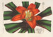 Nidularium Innocentii - Charles Antoine Lemaire — artwork view