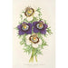 Reproduction of the painting Nigella hispanica varieties of the - Charles Antoine Lemaire