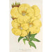 Oenothera lamarckiana - Charles Antoine Lemaire — vista de la obra