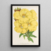 Oenothera lamarckiana - Charles Antoine Lemaire — cuadro enmarcado en la pared