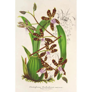Charles Antoine Lemaire - Odontoglossum Reichenheimii.webp