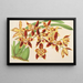 Odontoglossum luteopurpureum var. sceptrum - Charles Antoine Lemaire — cuadro enmarcado en la pared