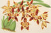 Odontoglossum luteopurpureum var. sceptrum - Charles Antoine Lemaire — vista de la obra