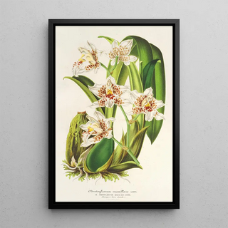 Charles Antoine Lemaire - Odontoglossum maxillare.webp