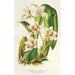 Reproduction of the painting Odontoglossum maxillare - Charles Antoine Lemaire