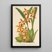 Reproducción del cuadro Odontoglossum odoratum var. latimaculatum - Charles Antoine Lemaire