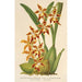 Reproducción del cuadro Odontoglossum odoratum var. latimaculatum - Charles Antoine Lemaire