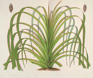 Charles Antoine Lemaire - Pandanus Mauritianus.webp