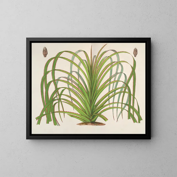 Pandanus mauritianus - Charles Antoine Lemaire — cuadro enmarcado en la pared
