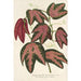 Reproducción del cuadro Passiflora trifasciata - Charles Antoine Lemaire