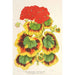 Pélargonium zonale var. Lady Collum - Charles Antoine Lemaire — vista de la obra