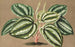 Peperomia Verschaffeltii - Charles Antoine Lemaire — artwork view