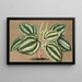Peperomia Verschaffeltii - Charles Antoine Lemaire — framed artwork on a wall