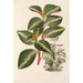 Peperomia velutina - Charles Antoine Lemaire — vista de la obra