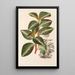 Peperomia velutina - Charles Antoine Lemaire — cuadro enmarcado en la pared