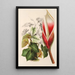 Reproduction of the painting Philodendron daguense - Charles Antoine Lemaire