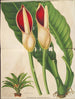 Philodendron calophyllum - Charles Antoine Lemaire — artwork view