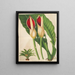 Philodendron calophyllum - Charles Antoine Lemaire — framed artwork on a wall