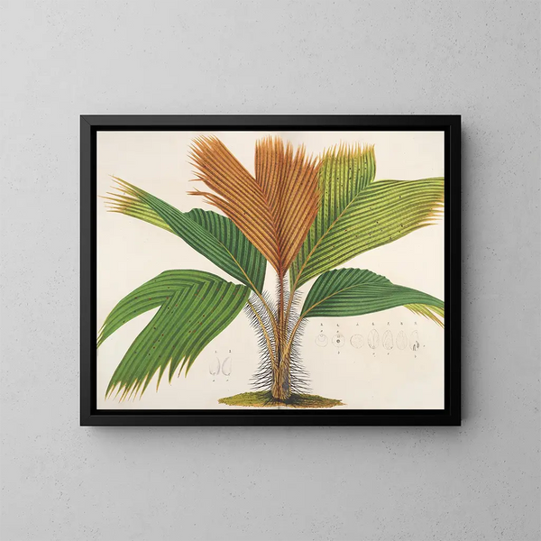 Phnicophorium de las Seychelles - Charles Antoine Lemaire — cuadro enmarcado en la pared
