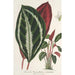 Phrynium maranta vandenheckei - Charles Antoine Lemaire — vista de la obra