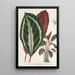 Phrynium maranta vandenheckei - Charles Antoine Lemaire — cuadro enmarcado en la pared