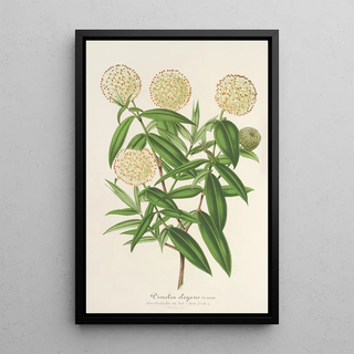 Charles Antoine Lemaire - Pimelea elegans.webp