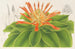 Pitcairnia tabuliformis - Charles Antoine Lemaire — vista de la obra
