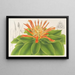 Pitcairnia tabuliformis - Charles Antoine Lemaire — cuadro enmarcado en la pared