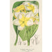 Plumeria lutea - Charles Antoine Lemaire — vista de la obra
