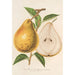 Reproduction of the painting Pear Buttered Jean Van Geert - Charles Antoine Lemaire