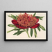 Ponia officinalis var aureolimbata - Charles Antoine Lemaire — framed artwork on a wall