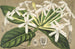 Posoqueria multiflora - Charles Antoine Lemaire — vista de la obra