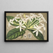 Posoqueria multiflora - Charles Antoine Lemaire — cuadro enmarcado en la pared
