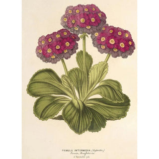 Charles Antoine Lemaire - Primula intermedia hybrida.webp