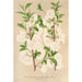 Prunus sinensis japonica - Charles Antoine Lemaire — vista de la obra