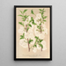 Prunus sinensis japonica - Charles Antoine Lemaire — cuadro enmarcado en la pared