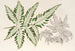 Pteris argyrea - Charles Antoine Lemaire — artwork view
