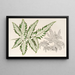 Pteris argyrea - Charles Antoine Lemaire — framed artwork on a wall
