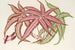Pteris aspericaulis var. tricolor - Charles Antoine Lemaire — vista de la obra