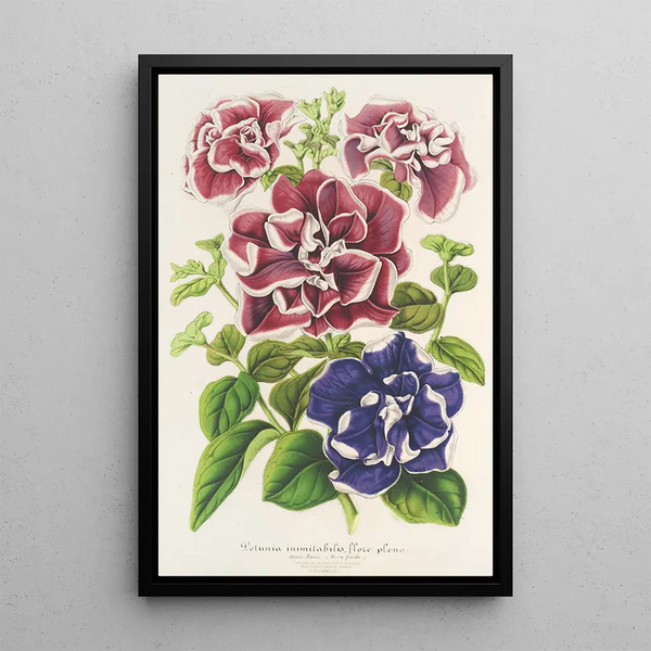 Charles Antoine Lemaire - Ptunia inimitabilis hybride flore pleno.webp