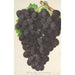 Uvas nuevo Muscat negro de Hamburgo - Charles Antoine Lemaire — vista de la obra