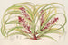 Reineckea carnea fol varieg - Charles Antoine Lemaire — vista de la obra