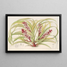 Reineckea carnea fol varieg - Charles Antoine Lemaire — cuadro enmarcado en la pared