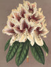 Rhododendron Archiduc Albert híbrido - Charles Antoine Lemaire — vista de la obra